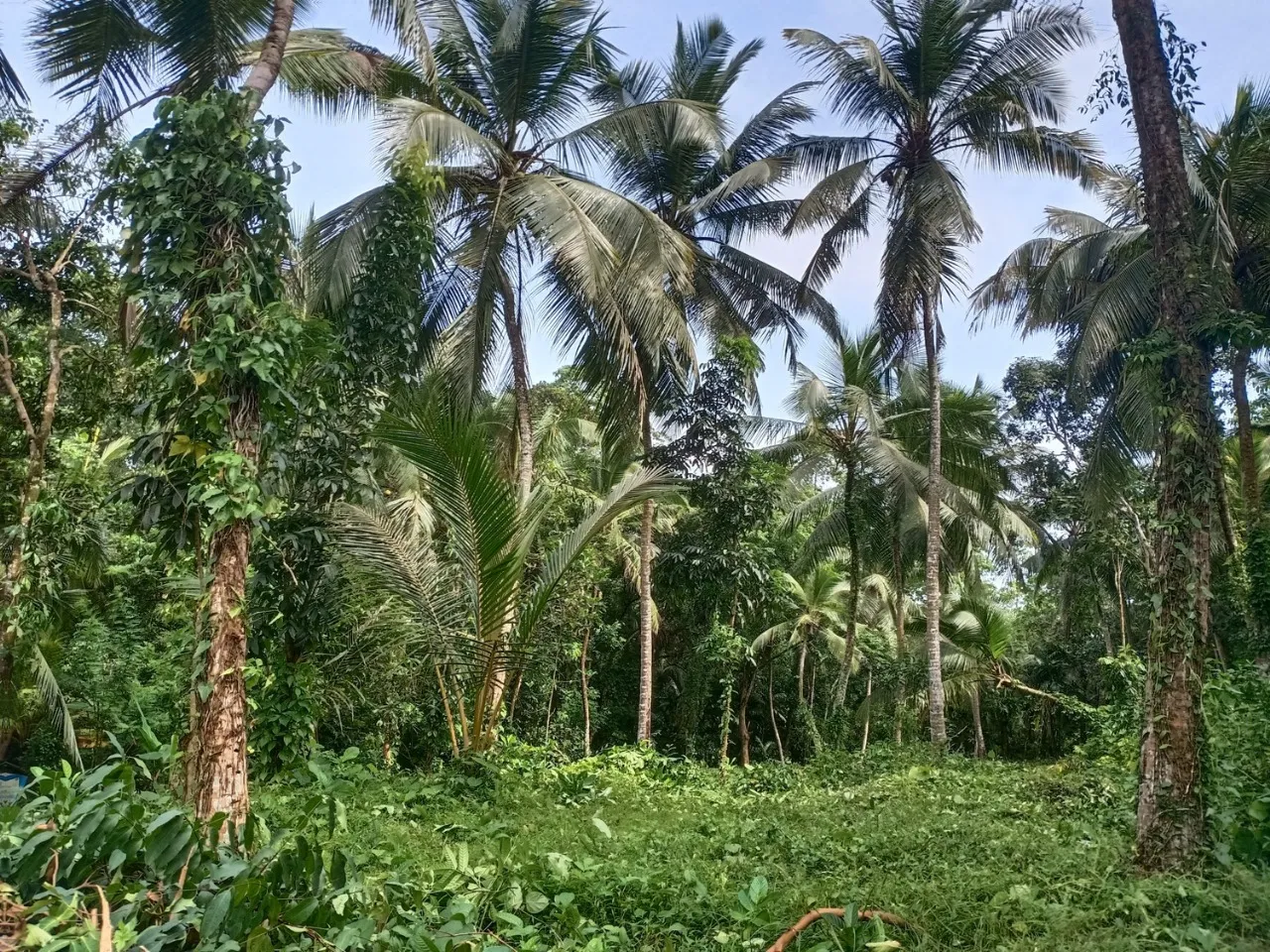 🏡 කළුතර නගරයෙන් කි.මි. 3.4 – හීනටියංගල, මයුර පෙදෙස නිරවුල් ඔප්පු සහිත පර්චස් 70 ඉඩම විකිණීමට - Image 2